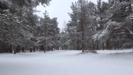 dolly in shot of a pine forest in winter covered in snow with clear white sky