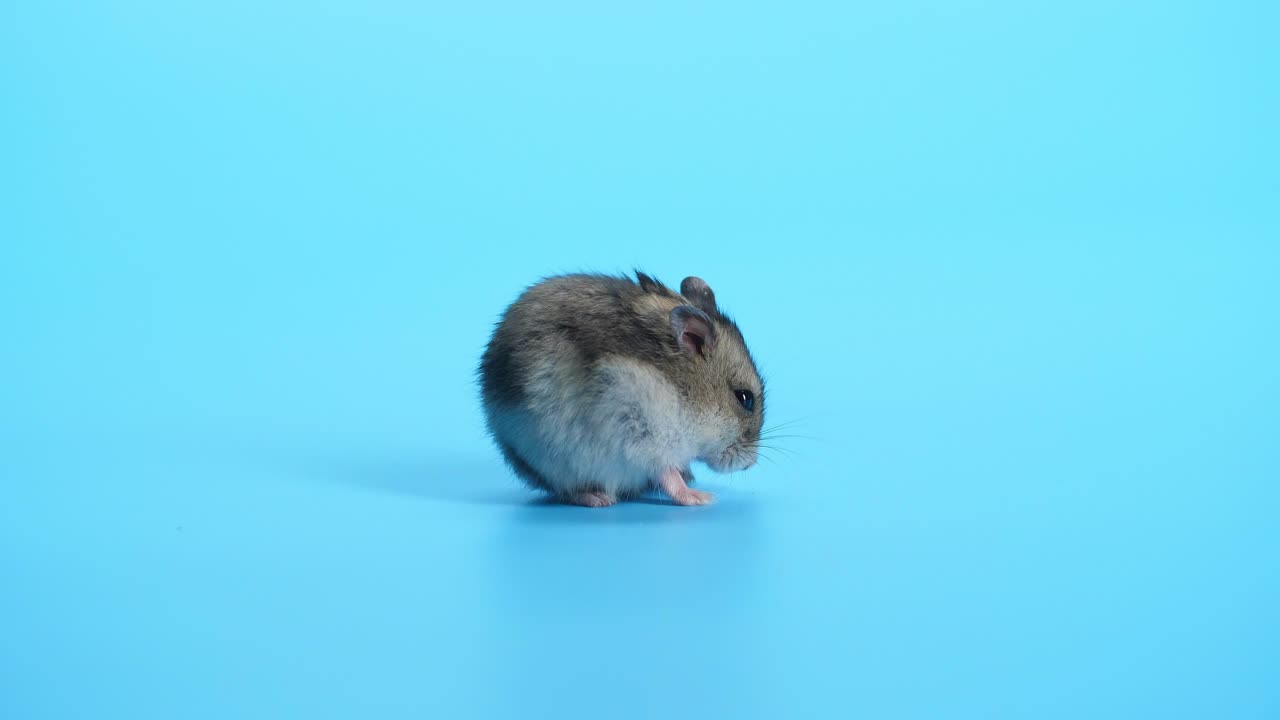 Cute Mouse Sitting Down And Find Food On Blue Background