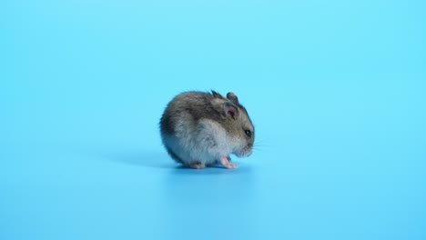 ratón lindo sentado y encontrar comida en el fondo azul