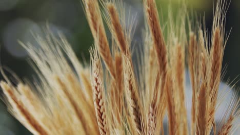 golden wheat stalks move in wind, closeup static shot