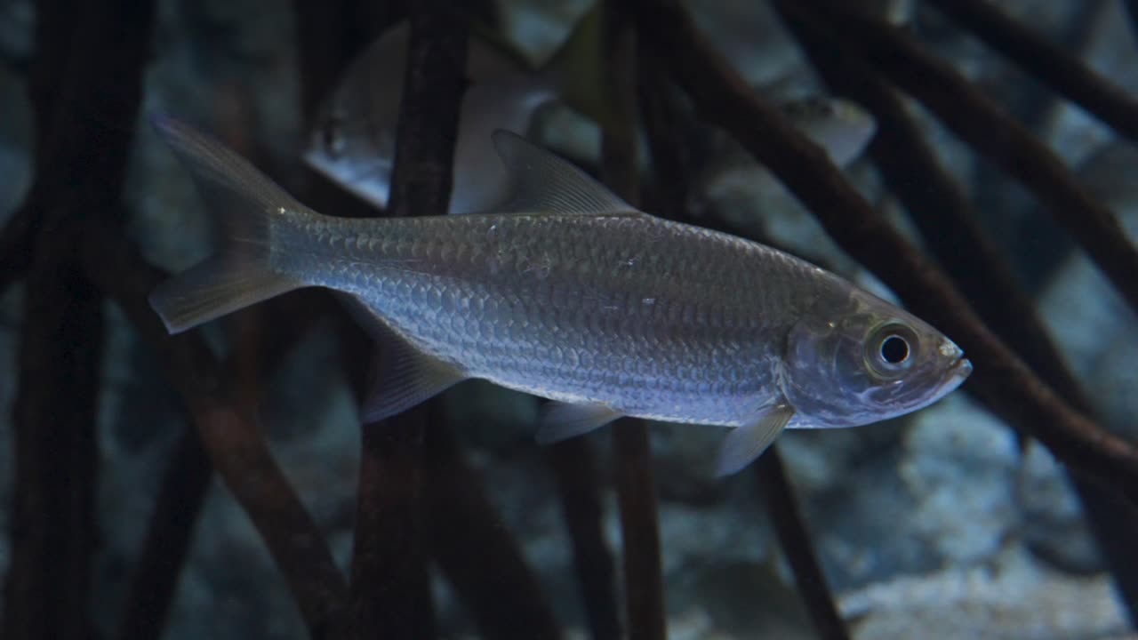 Silver Indo Pacific tarpon with large eyes and shiny scales slowly swims past dark mangrove roots in a softly lit aquarium tank