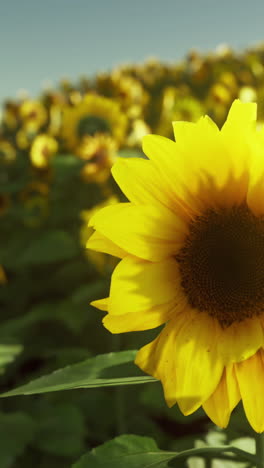 beautiful sunflowers in a field