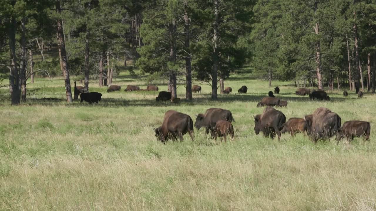 familia de búfalos pastando en el paisaje del parque nacional