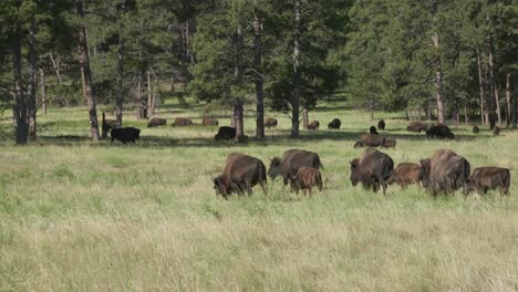 Büffelfamilie-Weidet-In-Der-Nationalparklandschaft