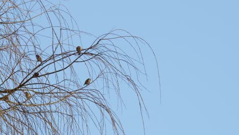 Bandada-De-Pájaros-Pequeños,-Tetas-Amarillas-Sentadas-En-Un-Sauce-Llorón-Contra-Un-Cielo-Azul