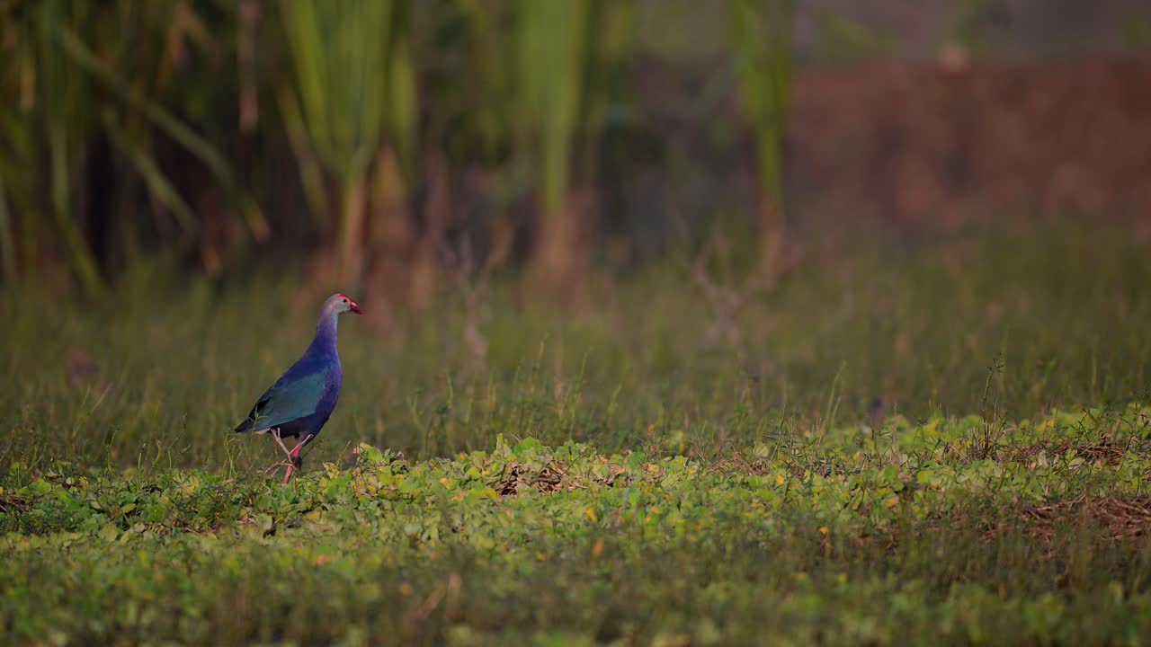 gallina de pantano con capucha gris en el humedal