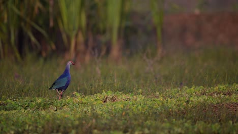 Gallina-De-Pantano-Con-Capucha-Gris-En-Humedal