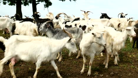 funny goat on the farm. herd of goats on nature pasture. wildlife and ecology.