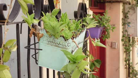 hanging plants on a house exterior