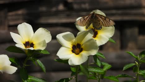 Butterfly-in-flowers-finding-food-