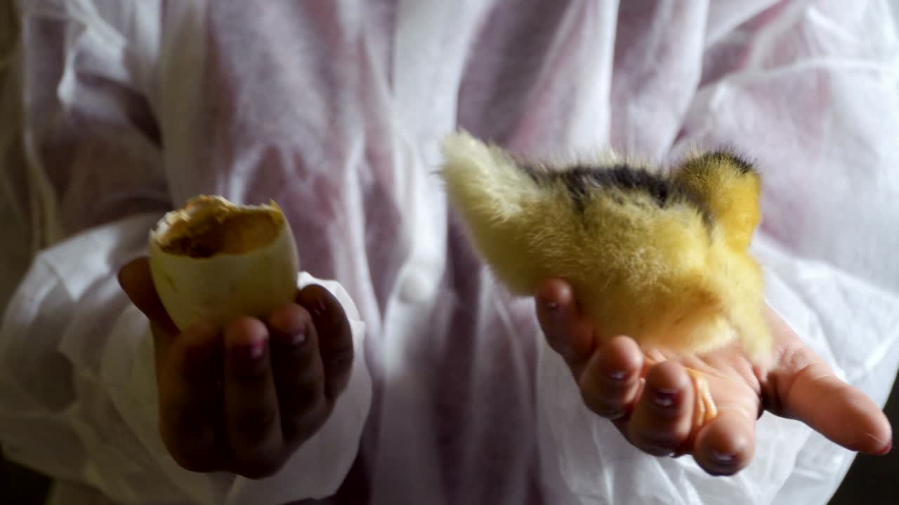 Woman hold newborn duckling and his egg in palms