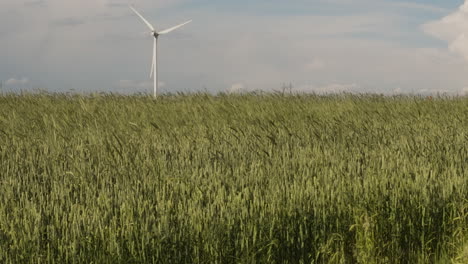 turbina eólica gira en segundo plano detrás de los campos de trigo georgianos flores naturales, diapositiva a cámara lenta a la derecha