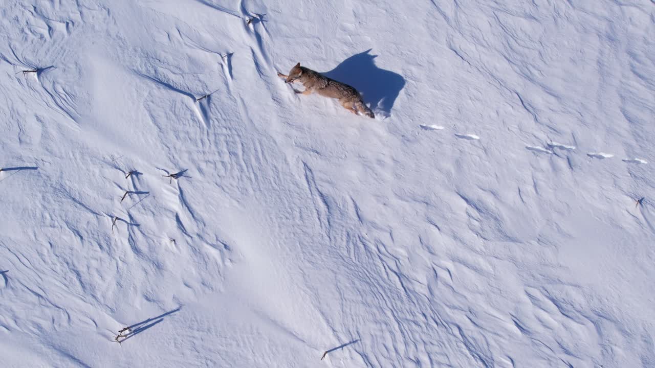 추운 겨울을 견디기 위해 깊은 가루 눈과 들판을 달리는 코요테