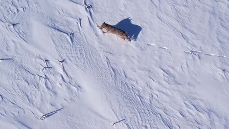 Coyote-Corriendo-A-Través-De-La-Nieve-En-Polvo-Profunda-Y-Los-Campos-Para-Sobrevivir-Al-Frío-Invierno