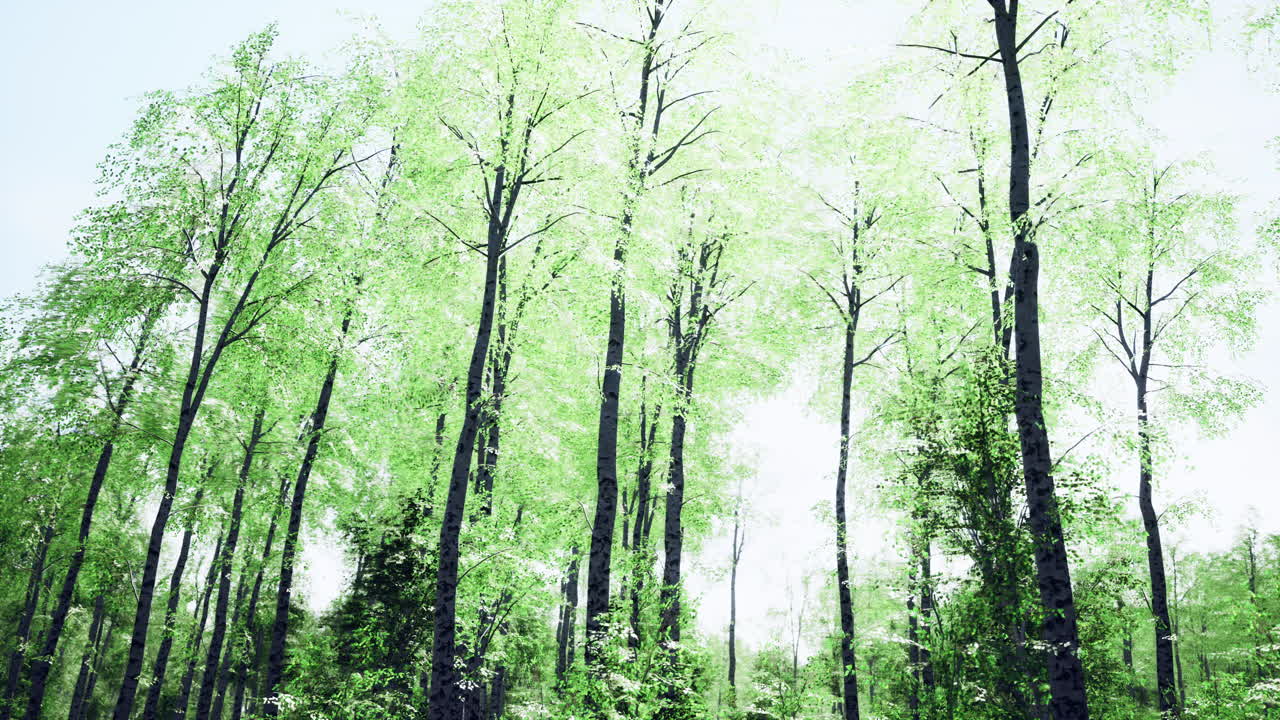 아침 햇빛에 자작나무 숲