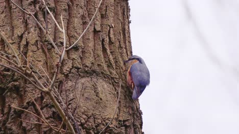 eurasian nuthatch perched on tree looking for food