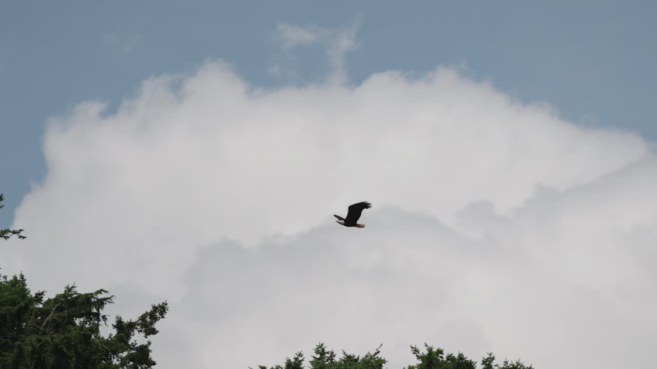 An eagle flying in slow motion looking for food over the ocean in Canada