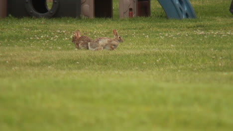 Zwei-Kaninchen,-Die-Eine-Paarungsanzeige-Durchführen