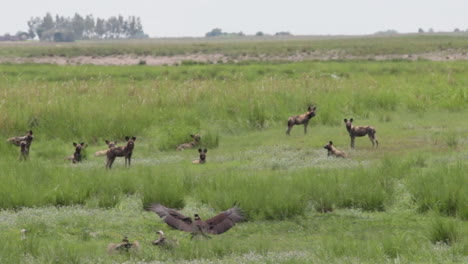 Afrikanische-Wildhunde,-Die-Mit-Geiern-In-Botswana-Fressen