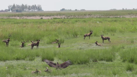 perros salvajes africanos hurgando con buitres en botswana