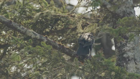 Cuervo-Negro-Salvaje-Llamando-En-Un-árbol-Conífero,-ángulo-Bajo,-Hora-Dorada