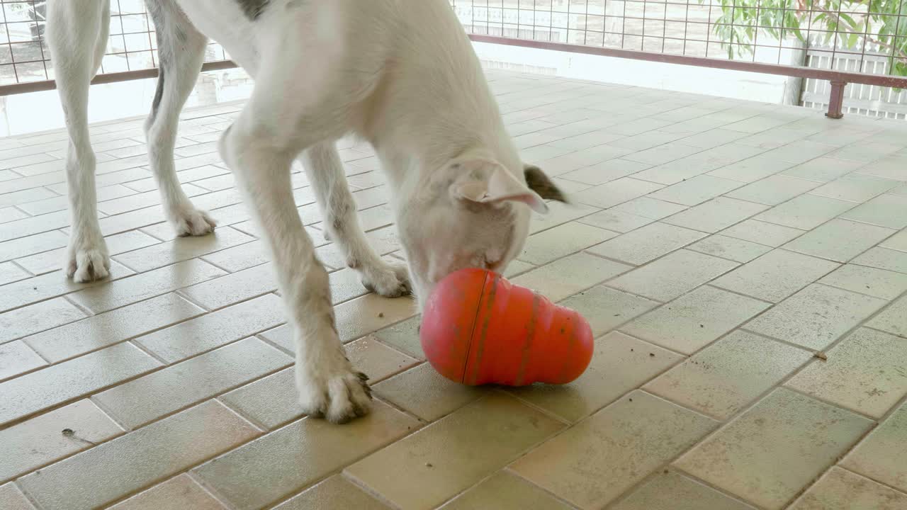 cane bianco che gioca e dà da mangiare al giocattolo per il suo pranzo sul balcone