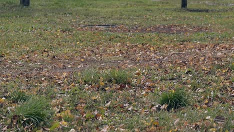 Der-Wind-Weht-Gefallene-Blätter-über-Den-Großen-Grünen-Rasen-Im-Park