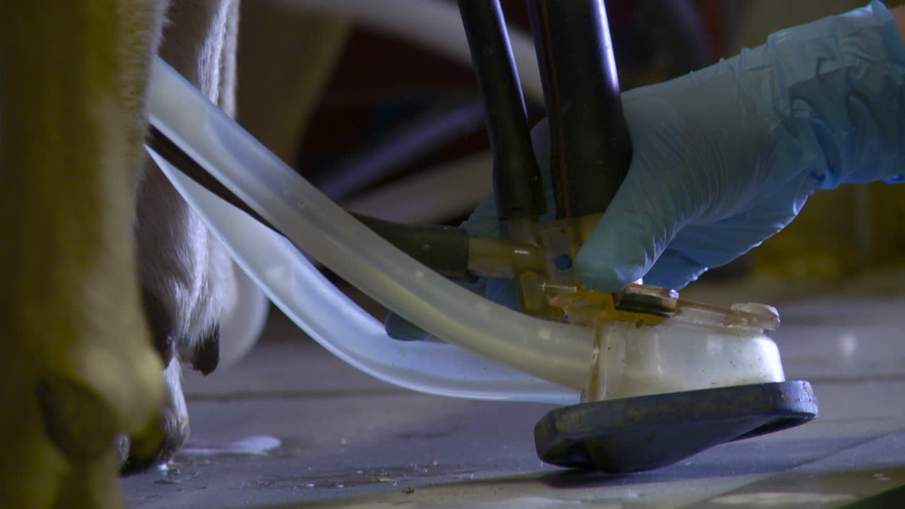 Sheep mechanic milking equipment in operation