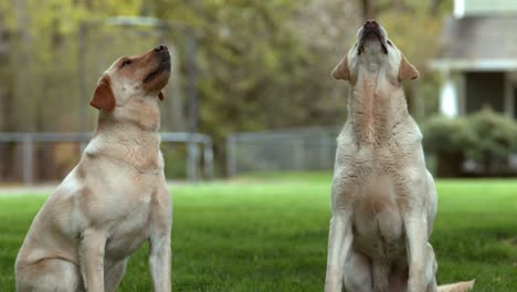 closep of two dogs catching treat in slow motion