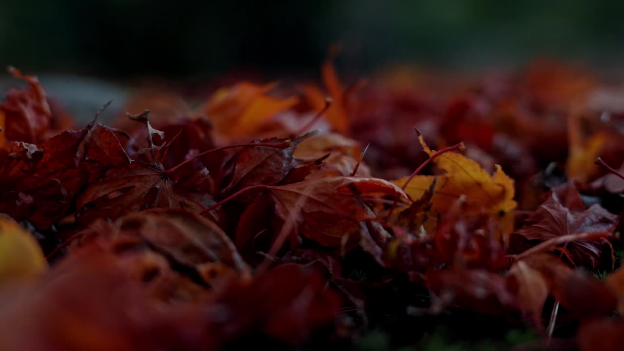 A vibrant display of red leaves during autumn in Japan, showcasing the rich hues of the fall season.