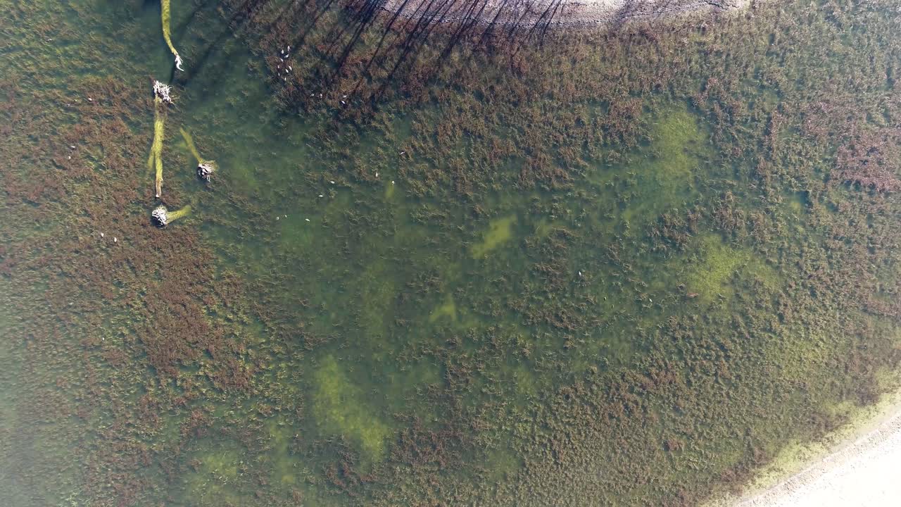 vista aérea hacia abajo del estanque con agua clara y patos buceando bajo el agua