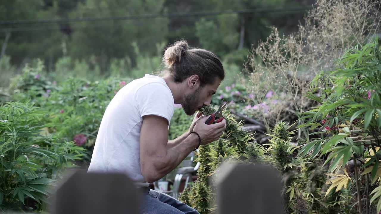 Man Pruning Cannabis Plants in a Garden