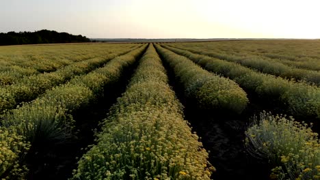 vista aérea de un hermoso campo de plantas de curry en flor en el campo rural.