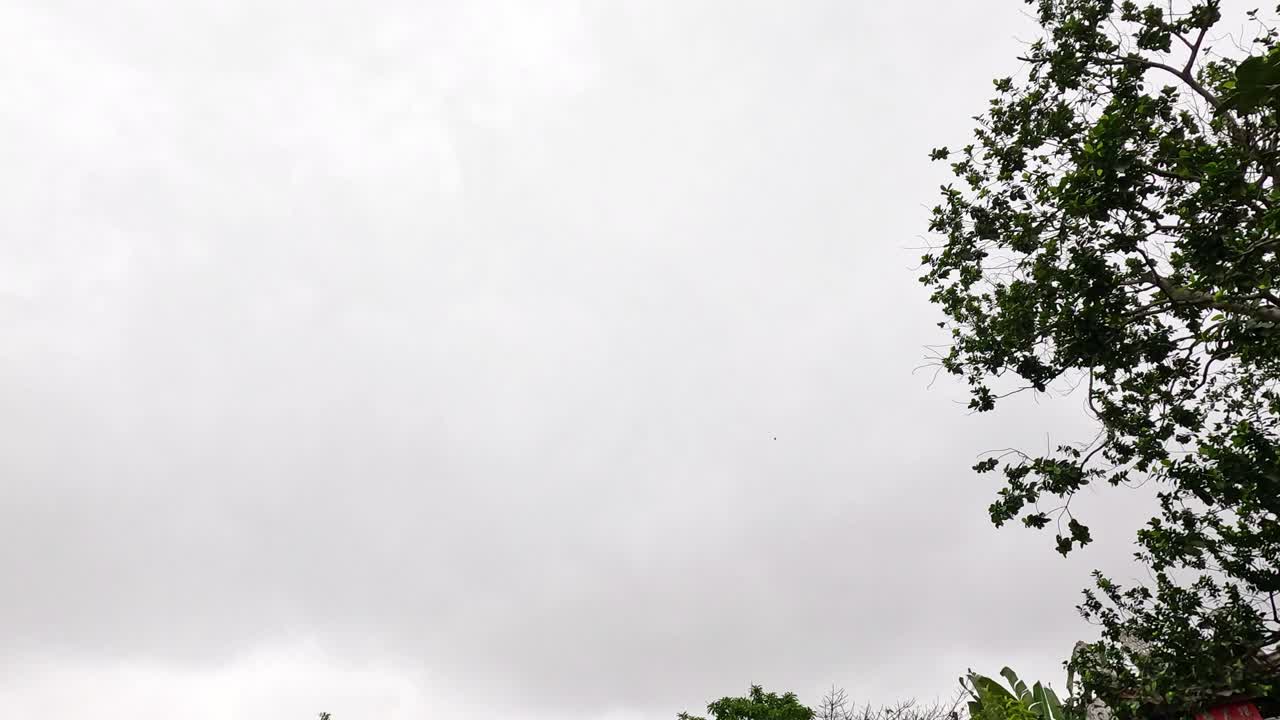 잎은 구름이 가득한 하늘에서 부드럽게 흔들립니다.