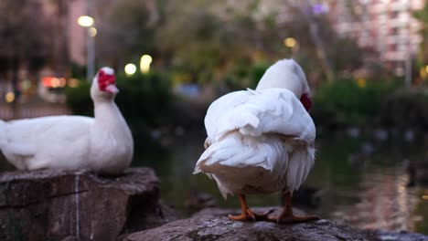 Zeitlupe-Einer-Kreolischen-Ente,-Die-In-Der-Abenddämmerung-Vor-Dem-See-Mit-Dem-Schwanz-Wedelt