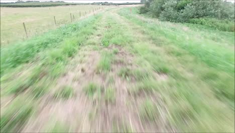 ein blick entlang eines der tausende und abertausende von weizenfeldern in england, vereinigtes königreich