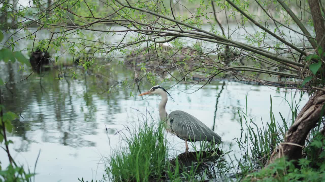 Grey heron standing with the reflections in the water in copenhagen, 4K