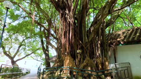 peaceful stroll under lush trees and pavilion