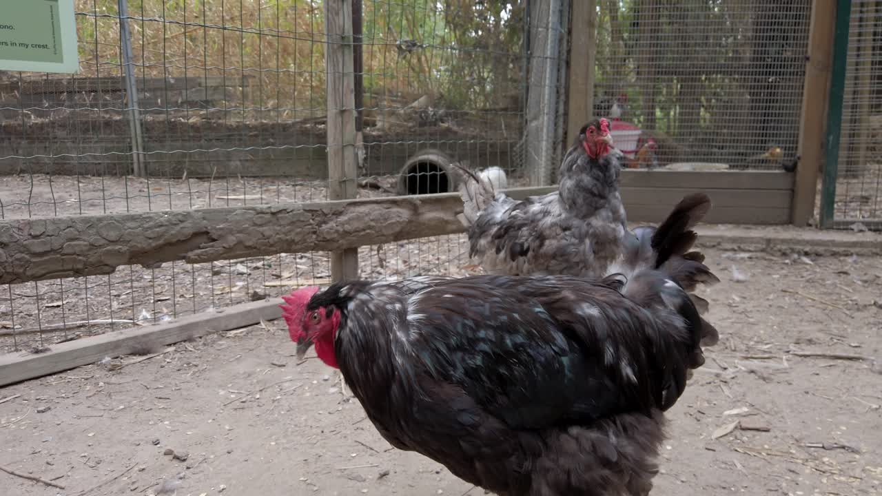 Two chickens, a dark feathered hen and a rooster, are pecking at the ground inside a fenced enclosure, exhibiting natural foraging behavior