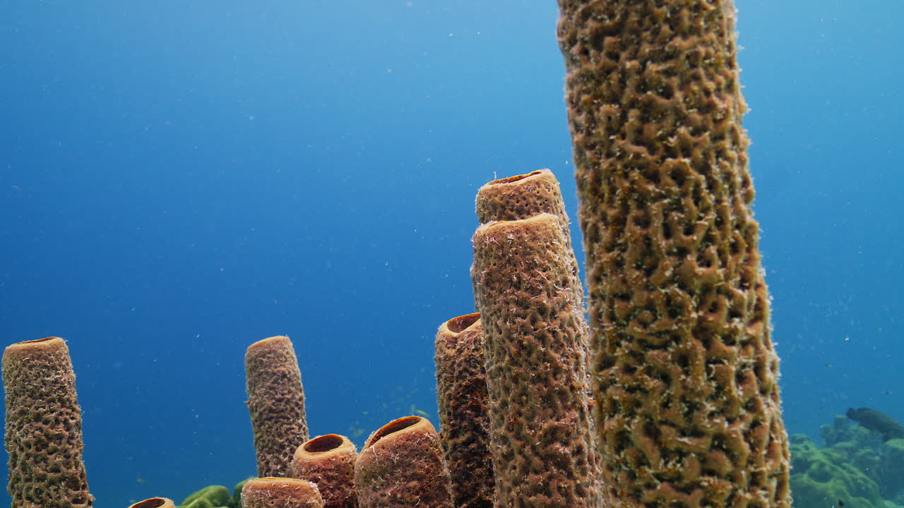 Primo piano di una spugna tubolare caraibica
