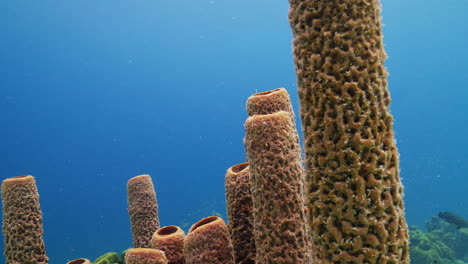 a close-up shot of a caribbean tube sponge