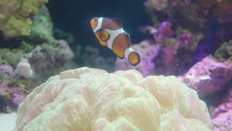 Un-Pez-Payaso-Ocellaris-Descansando-En-El-Hermoso-Coral-Dentro-Del-Acuario-En-Numazu,-Japón---Primer-Plano