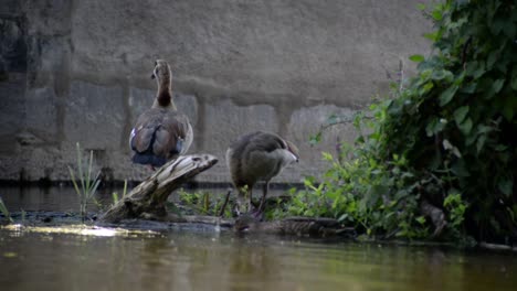 Zwei-Gänse-Und-Eine-Ente-Sitzen-Unter-Einer-Alten-Brücke-Und-Fressen-Das-Fruchtbare,-Seichte-Flusswasser