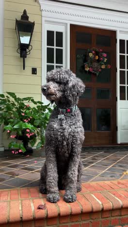 an adorable dog sitting and posing on a beautiful porch surrounded by gorgeous flowers a charming dog sits proudly on a beautiful porch step surrounded by vibrant greenery and colorful flowers all around