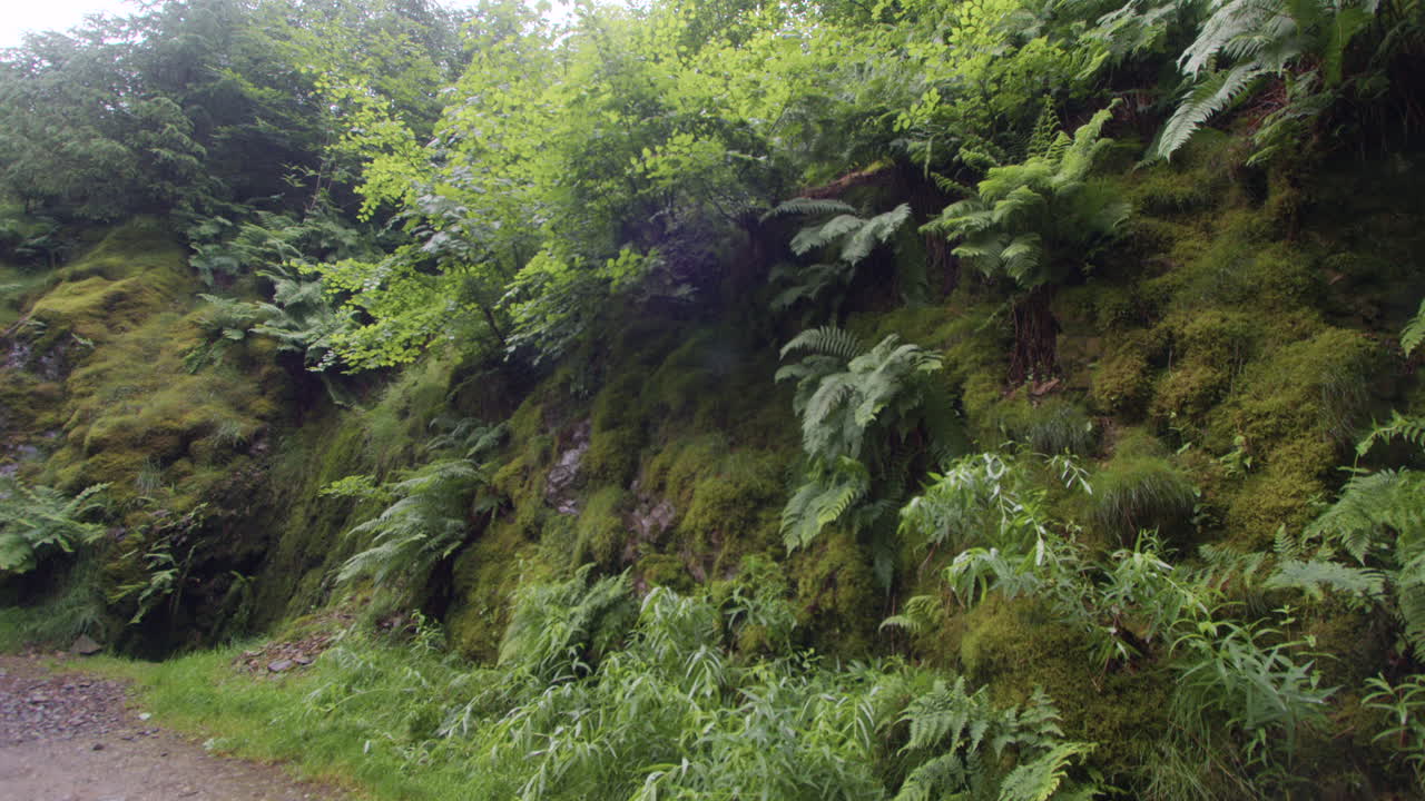 wide shot of a wall of ferns and Moss in West lake district