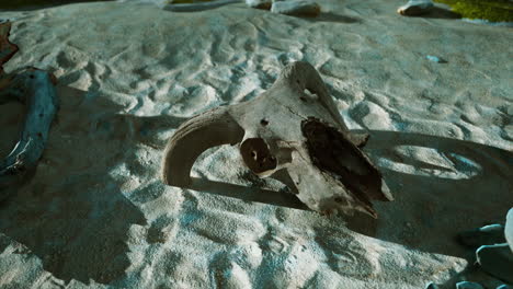 close-up of a cow skull in the sand