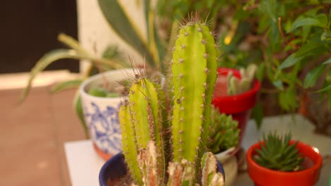 cactus en olla plantas decorativas de interior. de cerca hacia los lados