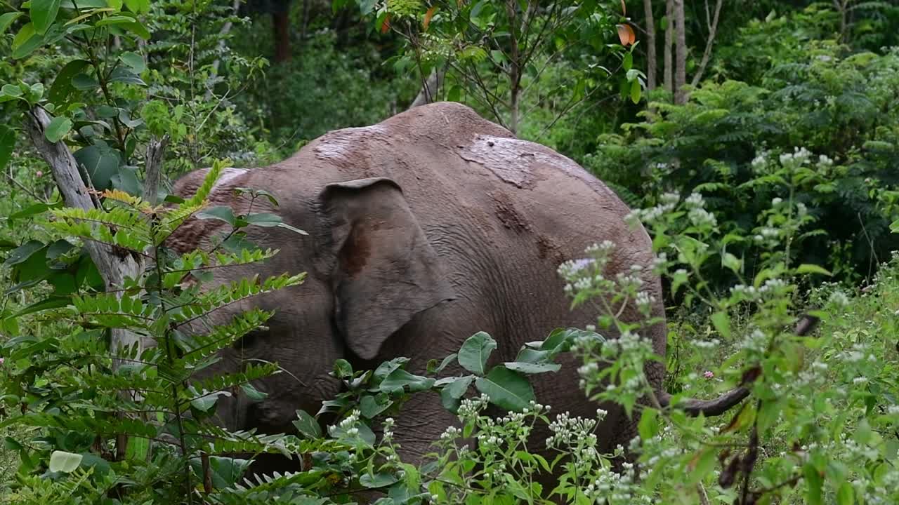 los elefantes asiáticos son especies en peligro de extinción y también son residentes de tailandia