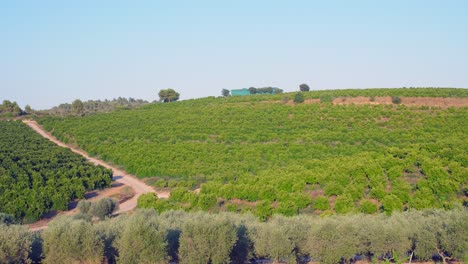 Slow-pan-of-a-spanish-vineyard