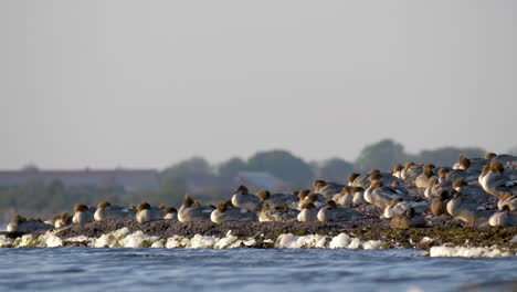 Colonia-De-Pájaros-Goosander-De-Tiro-Medio-En-Öland,-Suecia